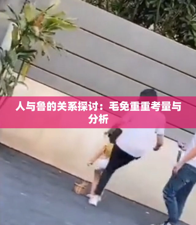 人与鲁的关系探讨：毛免重重考量与分析