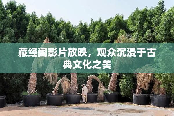 藏经阁影片放映，观众沉浸于古典文化之美