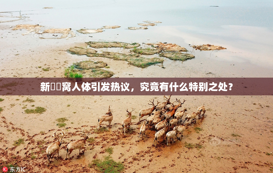 新妺妺窝人体引发热议，究竟有什么特别之处？