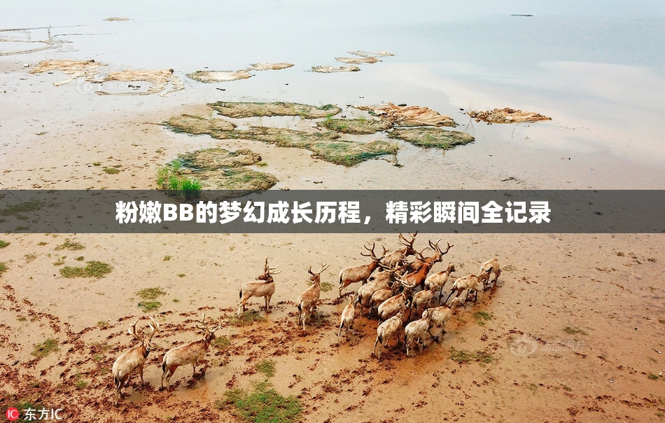粉嫩BB的梦幻成长历程，精彩瞬间全记录