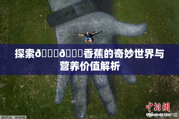 探索🔞🔞香蕉的奇妙世界与营养价值解析