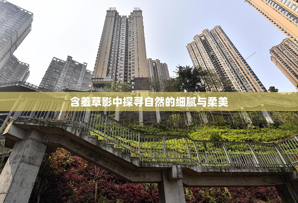 含羞草影中探寻自然的细腻与柔美