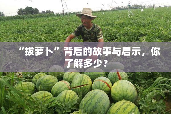 “拔萝卜”背后的故事与启示，你了解多少？