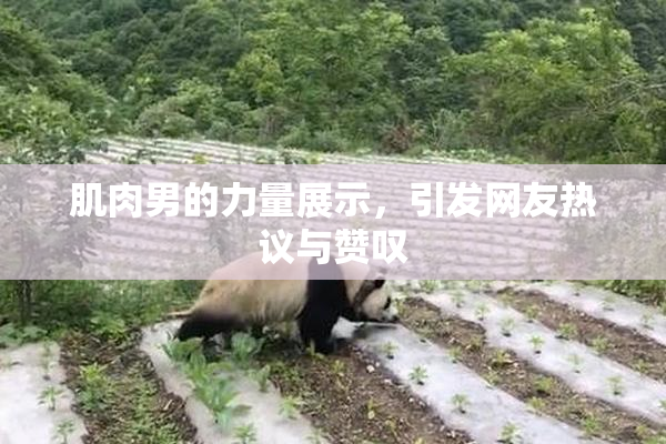 肌肉男的力量展示，引发网友热议与赞叹