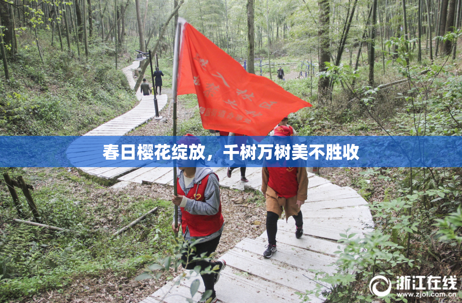 春日樱花绽放，千树万树美不胜收