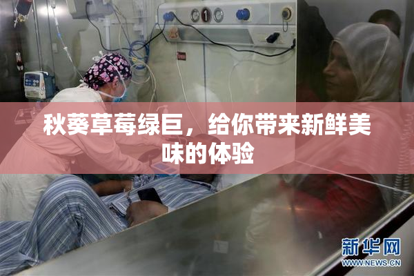 秋葵草莓绿巨，给你带来新鲜美味的体验