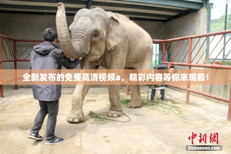 全新发布的免费高清视频a，精彩内容等你来观看！