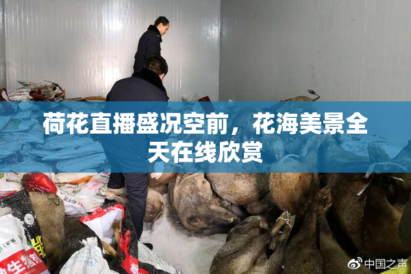 荷花直播盛况空前，花海美景全天在线欣赏