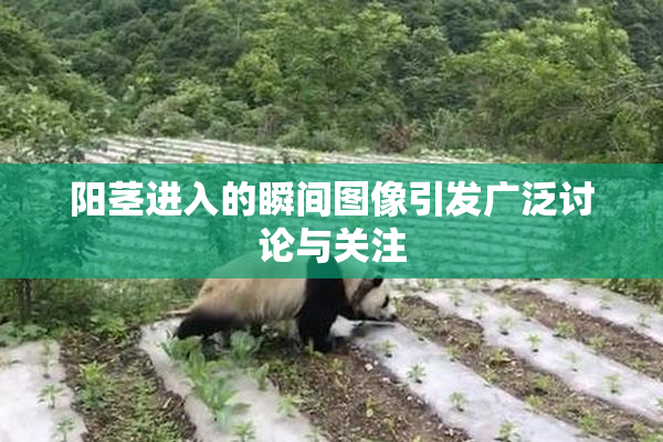 阳茎进入的瞬间图像引发广泛讨论与关注