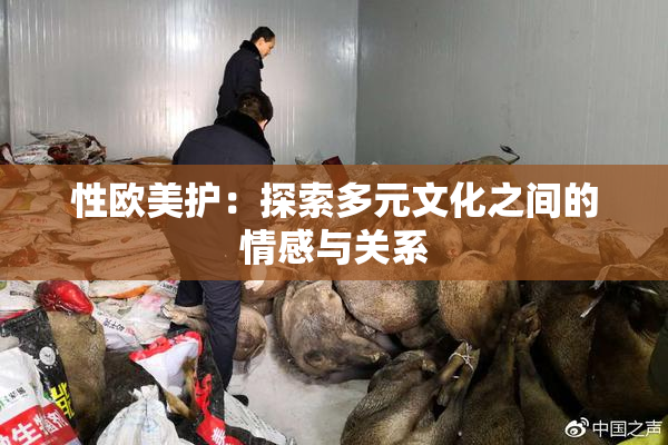 性欧美护：探索多元文化之间的情感与关系