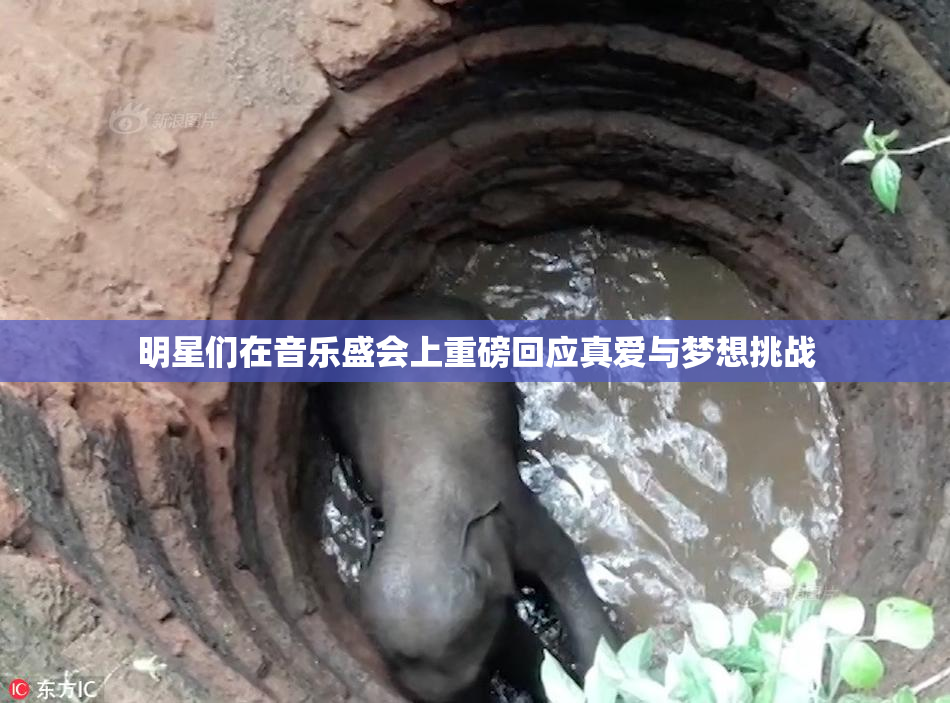 明星们在音乐盛会上重磅回应真爱与梦想挑战