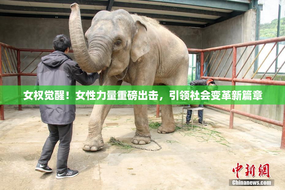 女权觉醒！女性力量重磅出击，引领社会变革新篇章