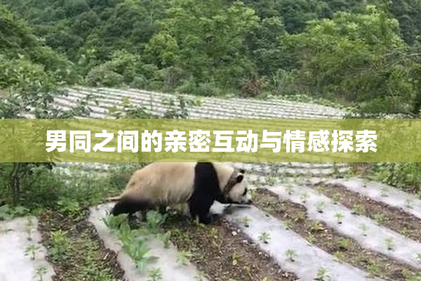 男同之间的亲密互动与情感探索