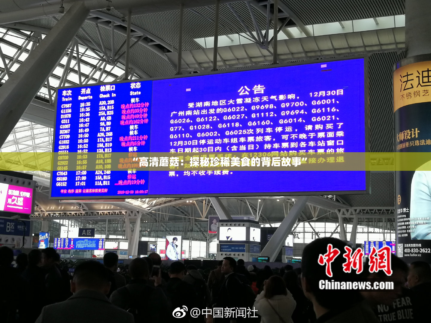 “高清蘑菇：探秘珍稀美食的背后故事”