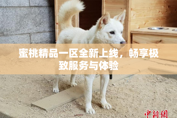 蜜桃精品一区全新上线，畅享极致服务与体验