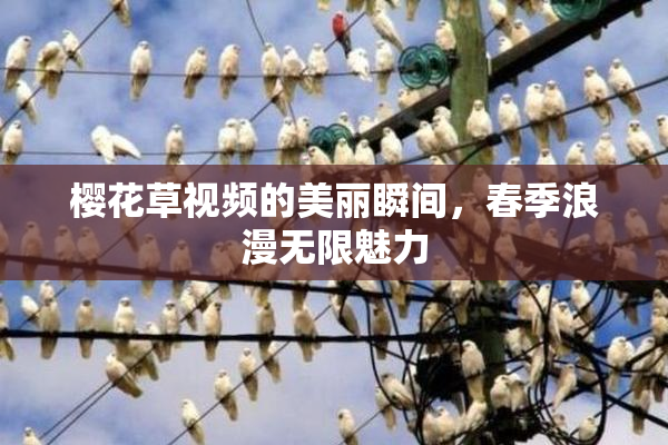 樱花草视频的美丽瞬间，春季浪漫无限魅力