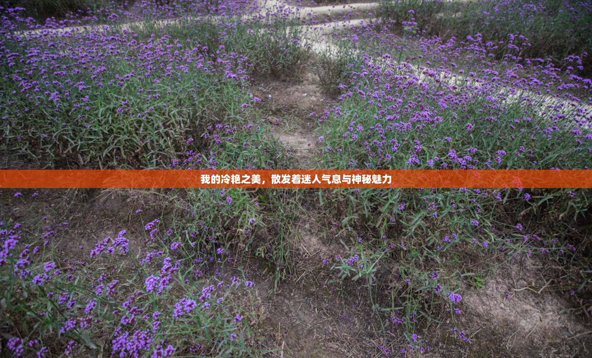 我的冷艳之美，散发着迷人气息与神秘魅力