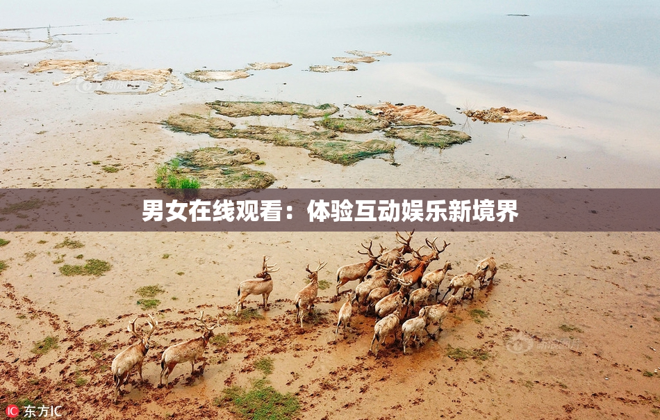 男女在线观看：体验互动娱乐新境界