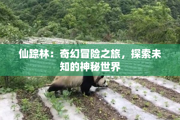 仙踪林：奇幻冒险之旅，探索未知的神秘世界