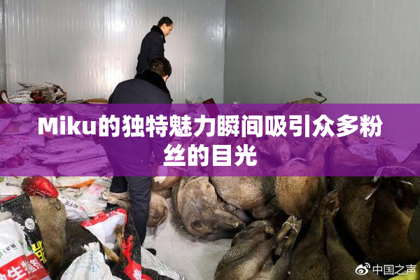 Miku的独特魅力瞬间吸引众多粉丝的目光