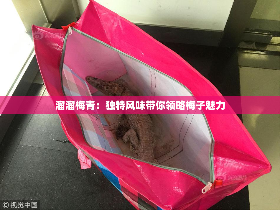溜溜梅青：独特风味带你领略梅子魅力