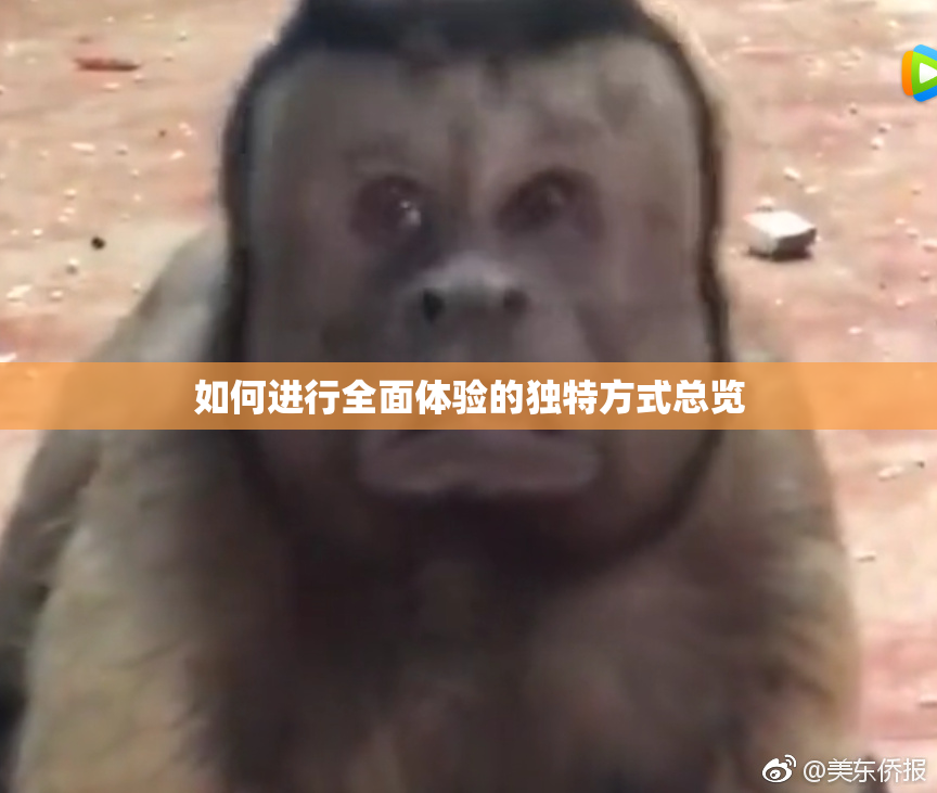 如何进行全面体验的独特方式总览