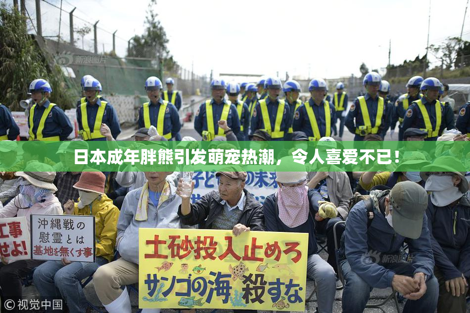 日本成年胖熊引发萌宠热潮，令人喜爱不已！