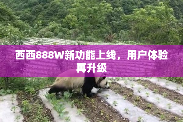 西西888W新功能上线，用户体验再升级
