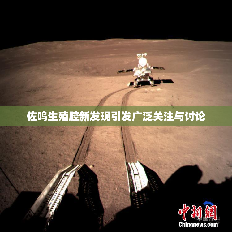 佐鸣生殖腔新发现引发广泛关注与讨论