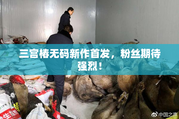 三宫椿无码新作首发，粉丝期待强烈！