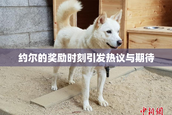 约尔的奖励时刻引发热议与期待