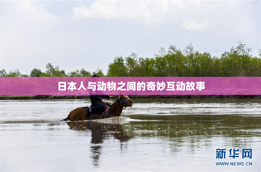 日本人与动物之间的奇妙互动故事