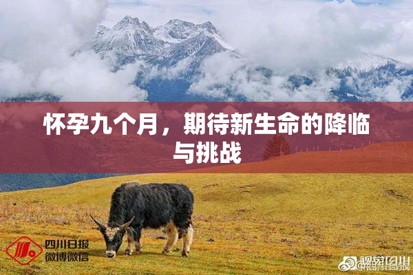 怀孕九个月，期待新生命的降临与挑战