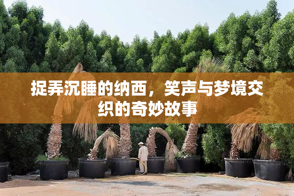 捉弄沉睡的纳西，笑声与梦境交织的奇妙故事