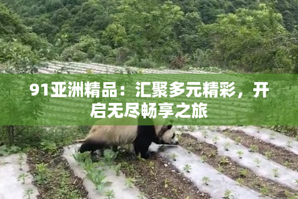 91亚洲精品：汇聚多元精彩，开启无尽畅享之旅
