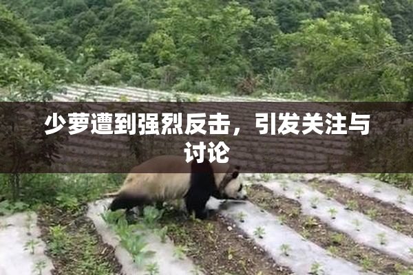 少萝遭到强烈反击，引发关注与讨论
