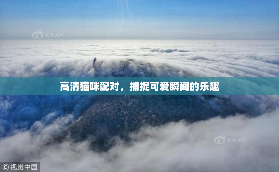 高清猫咪配对，捕捉可爱瞬间的乐趣