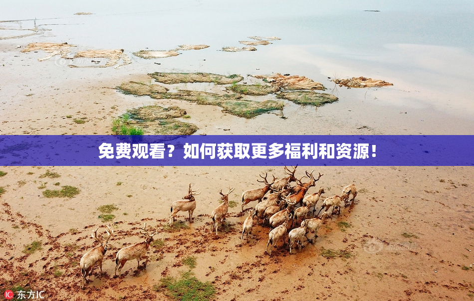 免费观看？如何获取更多福利和资源！