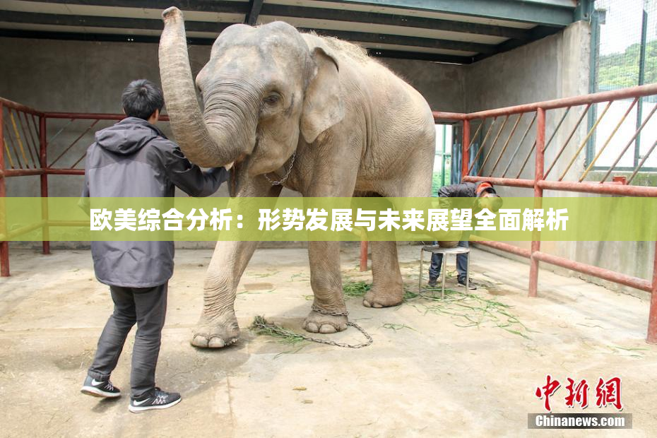 欧美综合分析：形势发展与未来展望全面解析