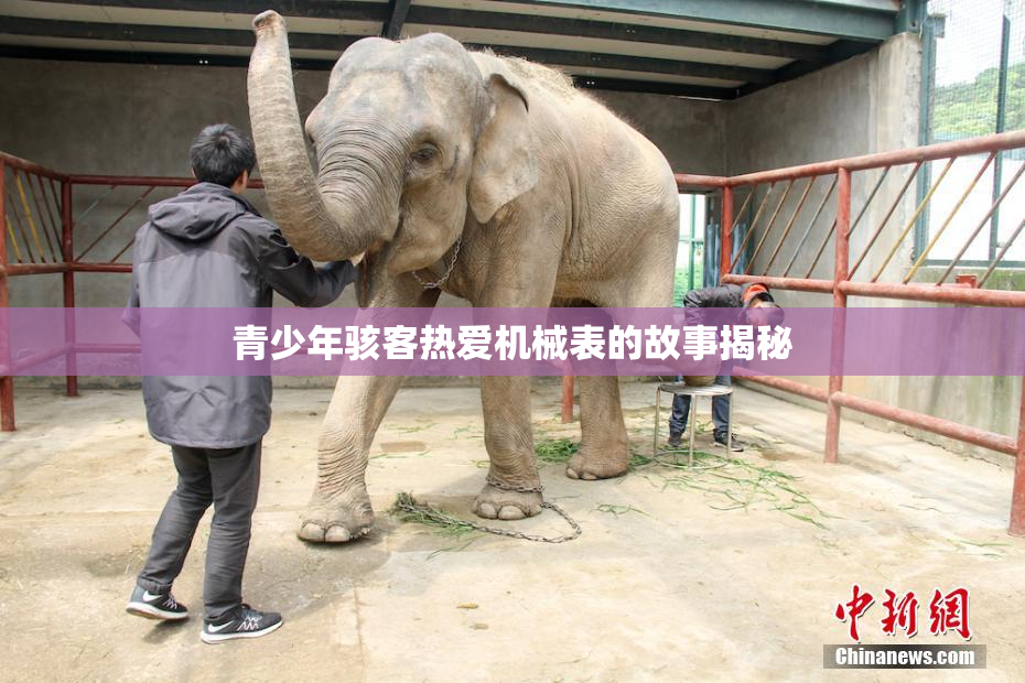 青少年骇客热爱机械表的故事揭秘
