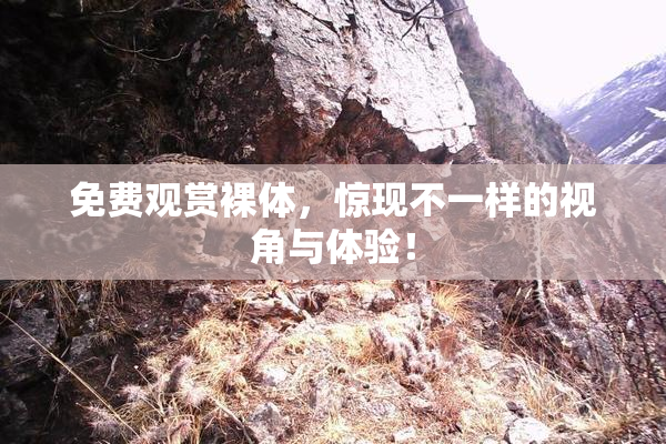 免费观赏裸体，惊现不一样的视角与体验！