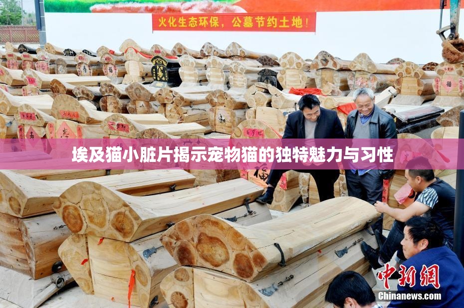 埃及猫小脏片揭示宠物猫的独特魅力与习性