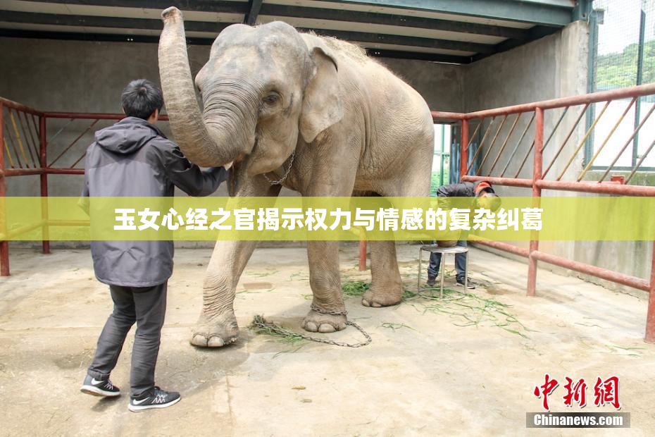 玉女心经之官揭示权力与情感的复杂纠葛