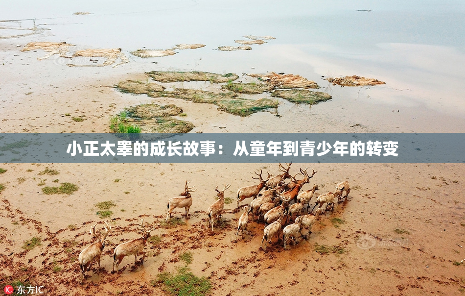 小正太睾的成长故事：从童年到青少年的转变