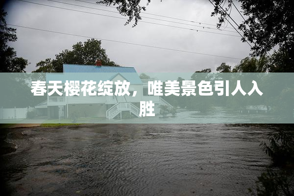 春天樱花绽放，唯美景色引人入胜