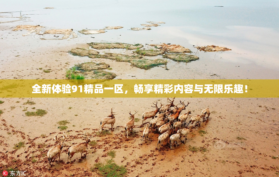全新体验91精品一区，畅享精彩内容与无限乐趣！