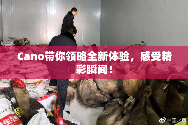 Cano带你领略全新体验，感受精彩瞬间！