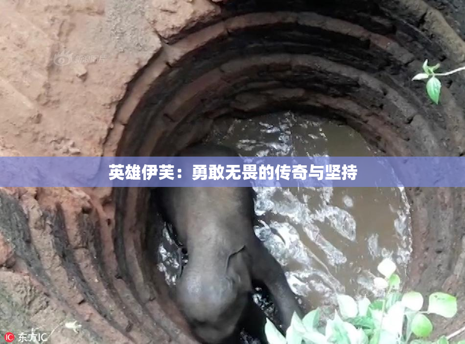 英雄伊芙：勇敢无畏的传奇与坚持