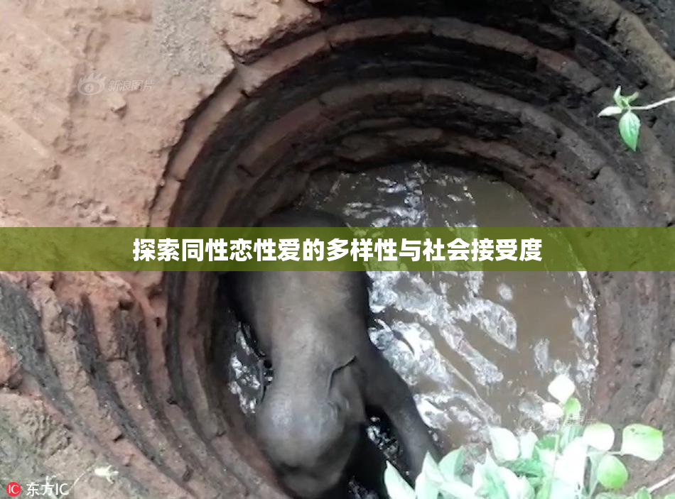 探索同性恋性爱的多样性与社会接受度
