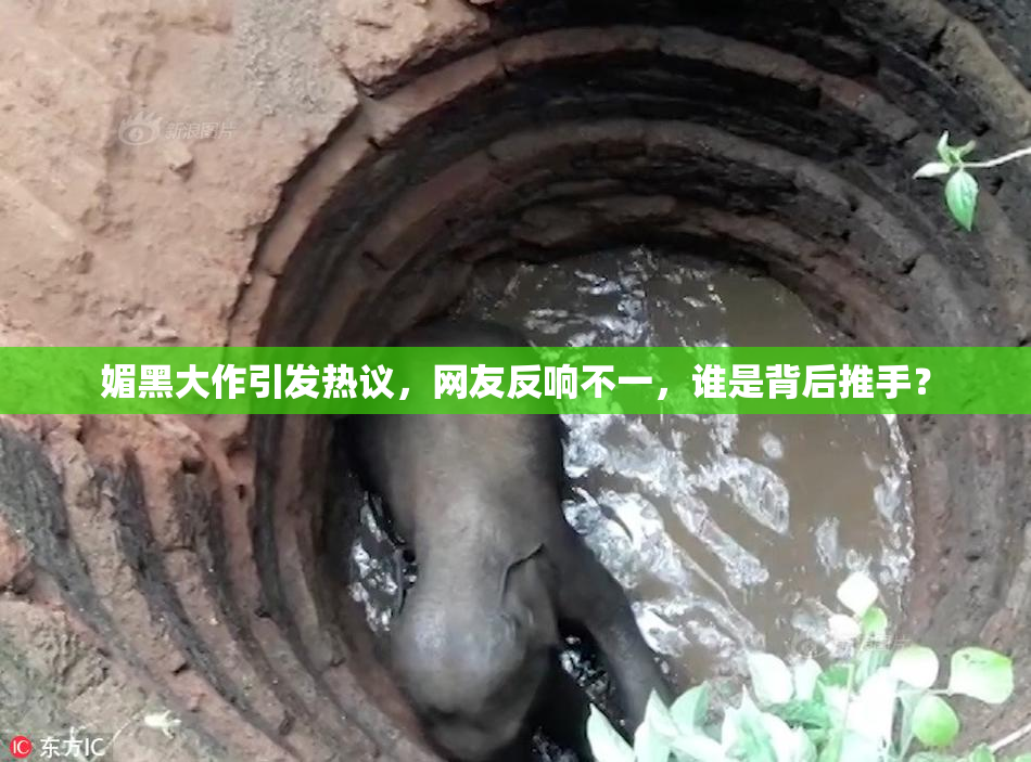媚黑大作引发热议，网友反响不一，谁是背后推手？